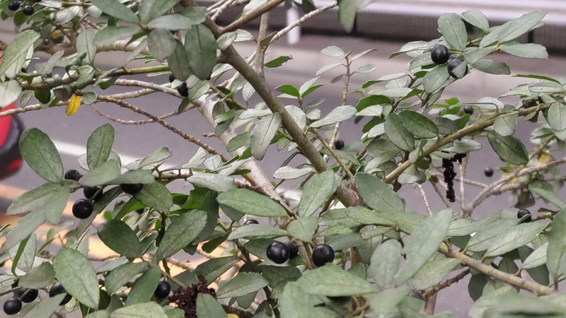 イヌツゲ 東京都大田区平和島公園