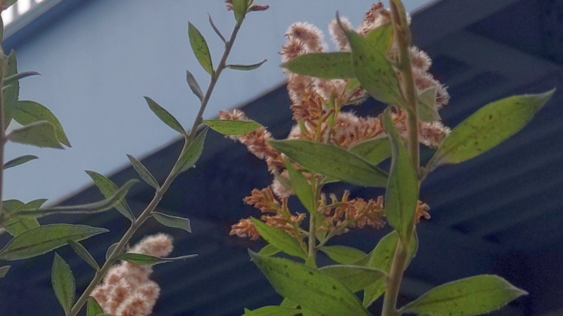 セイタカアワダチソウの果実 東京都大田区平和島公園
