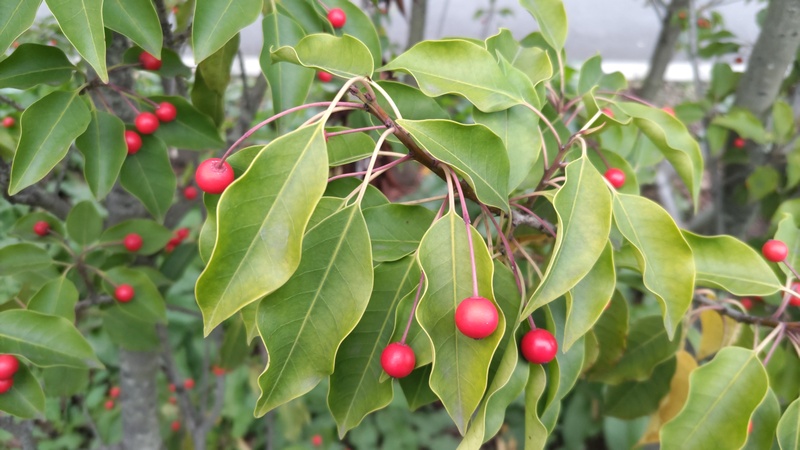 ソヨゴの果実 東京都大田区平和島公園