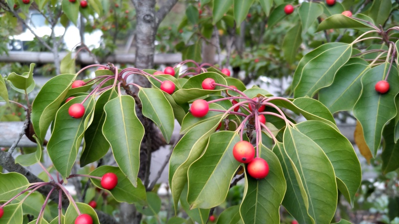 ソヨゴの果実 東京都大田区平和島公園