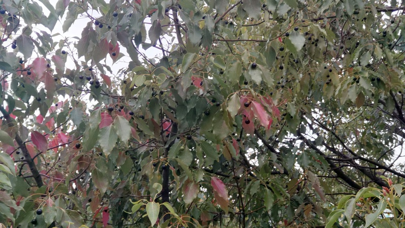 クスノキの果実と紅葉 東京都大田区平和島公園