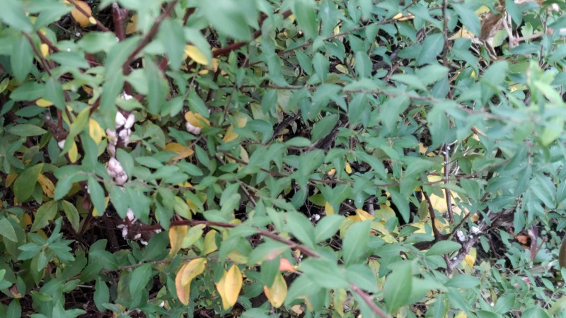 ユキヤナギについたツノロウムシ 東京都大田区大和大橋