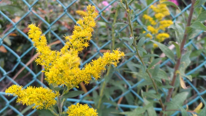 セイタカアワダチソウの花 東京都大田区大和大橋