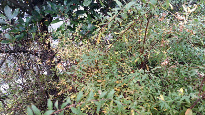 ユキヤナギの紅葉 東京都大田区大和大橋