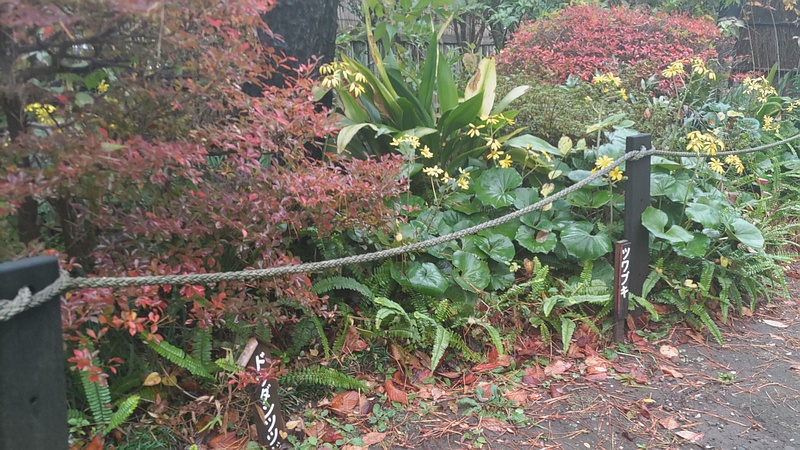 ツワブキの名札とドウダンツツジの名札 東京都大田区平和島公園