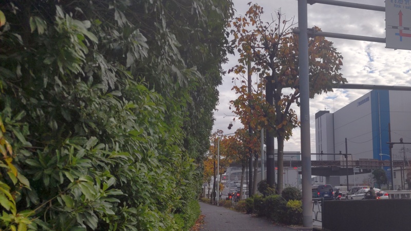 アオギリの紅葉 東京都大田区平和島