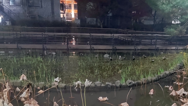 夜の自然観察園 東京都大田区平和の森公園