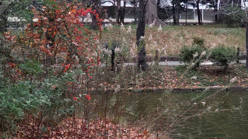ピラカンサとセイタカアワダチソウ 東京都大田区平和の森公園
