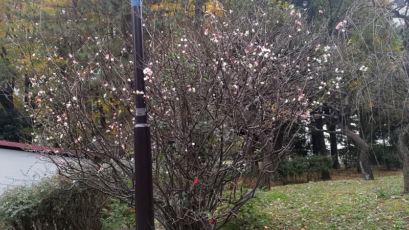 ボケの花 東京都大田区平和の森公園