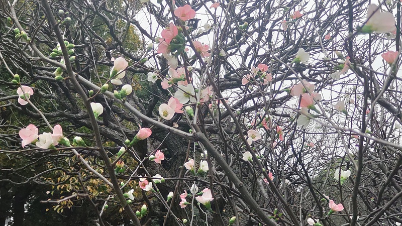 ボケの花 東京都大田区平和の森公園