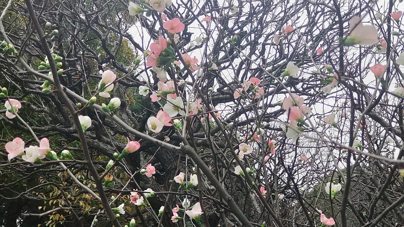 ボケの花 東京都大田区平和の森公園