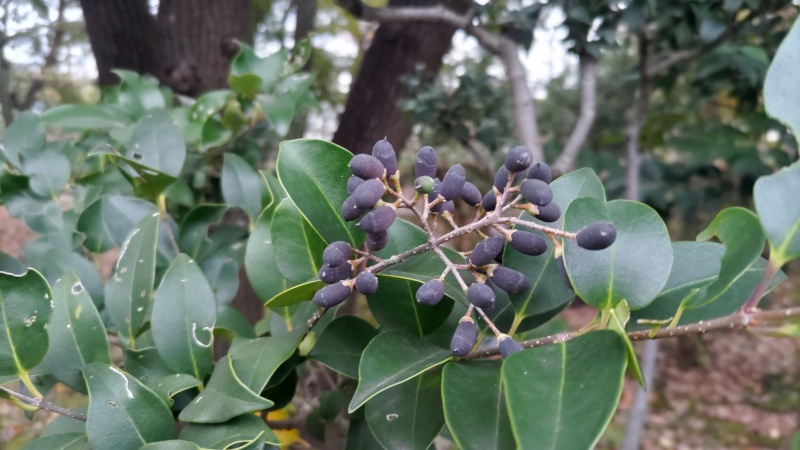ネズミモチの果実 東京都大田区平和島公園
