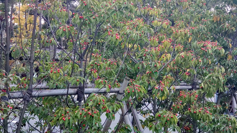 ソヨゴの果実 東京都大田区平和島公園