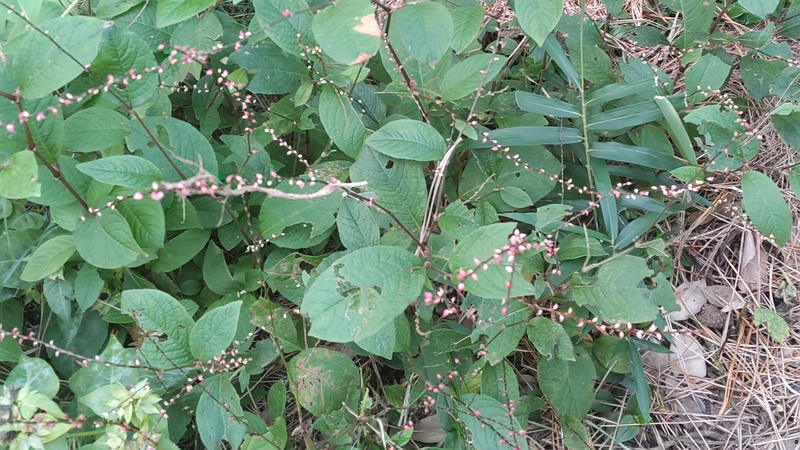ミズヒキの花 横浜市旭区希望が丘ふれあいの森公園