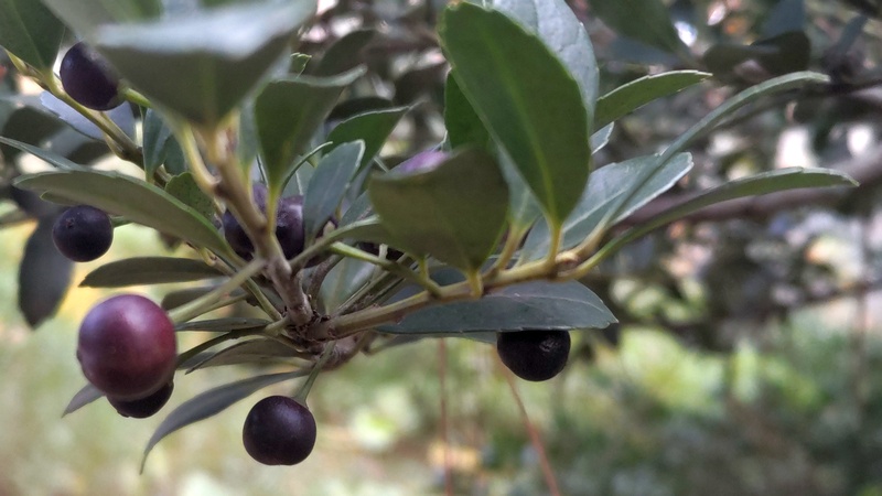 イヌツゲの果実 横浜市旭区希望が丘ふれあいの森公園