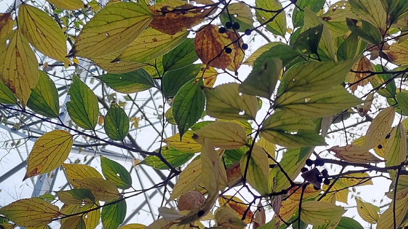 エノキの果実 横浜市旭区希望が丘ふれあいの森公園