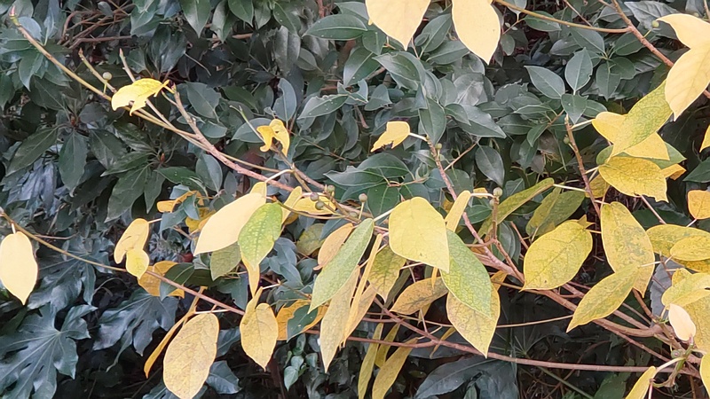 イヌビワの雌花嚢 横浜市旭区南希望が丘