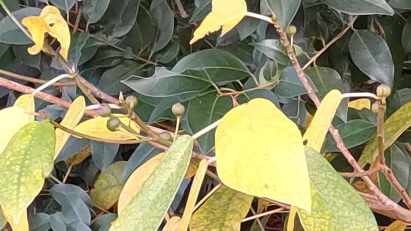 イヌビワの雌花嚢 横浜市旭区南希望が丘