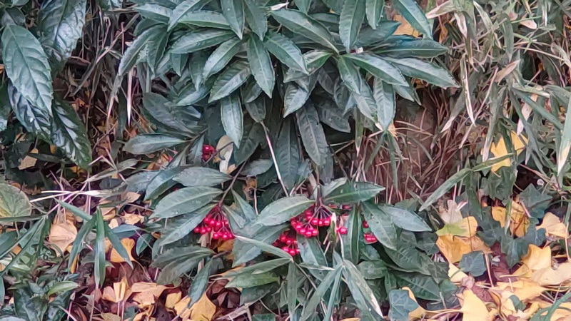 マンリョウ 横浜市旭区南希望が丘