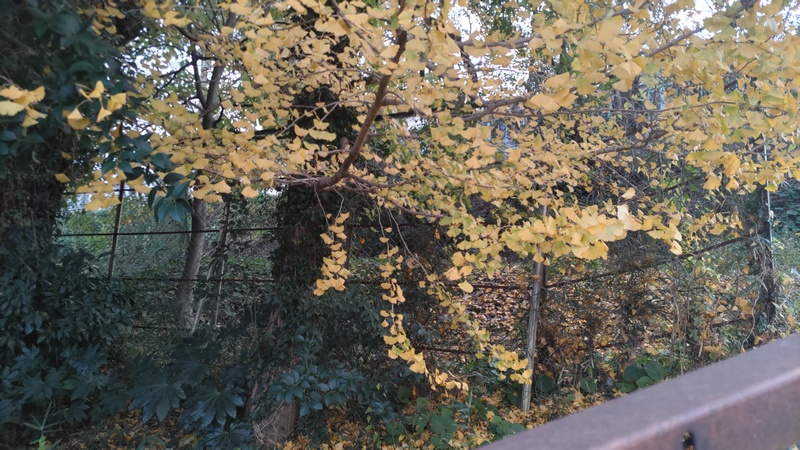 イチョウ 横浜市旭区南希望が丘