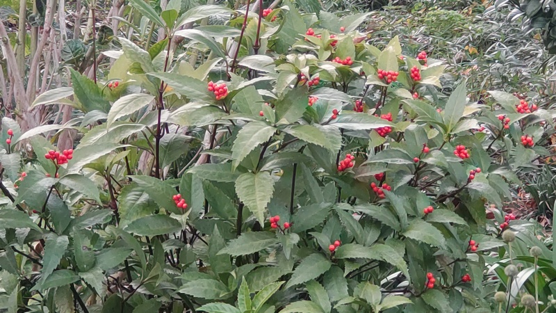 センリョウ 横浜市旭区希望が丘水の森公園