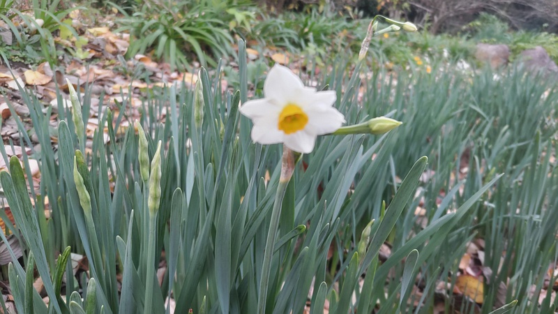 スイセンの花 横浜市旭区希望が丘水の森公園