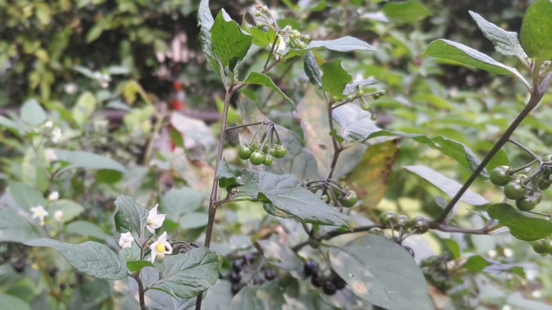 イヌホオズキの果実と花 横浜市旭区希望が丘水の森公園
