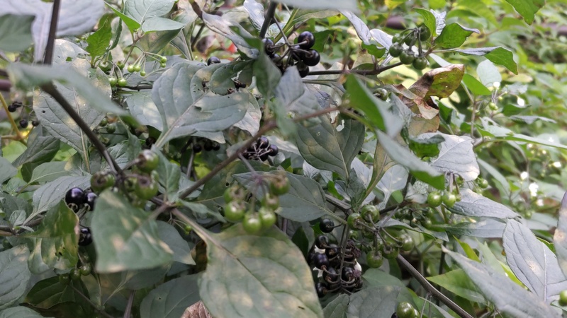 イヌホオズキの果実 横浜市旭区希望が丘水の森公園