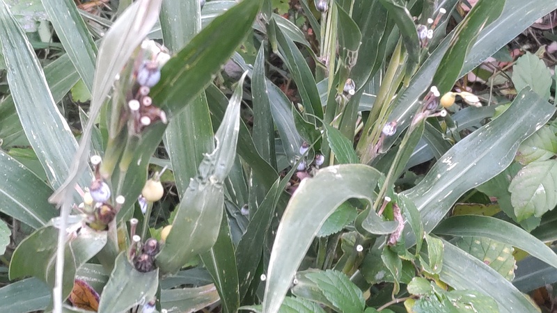 ジュズダマの果実 横浜市旭区希望が丘水の森公園