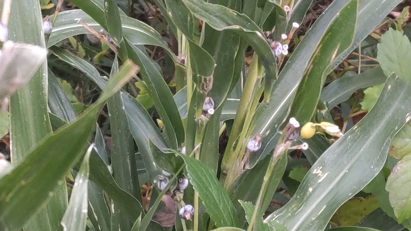 ジュズダマの果実 横浜市旭区希望が丘水の森公園
