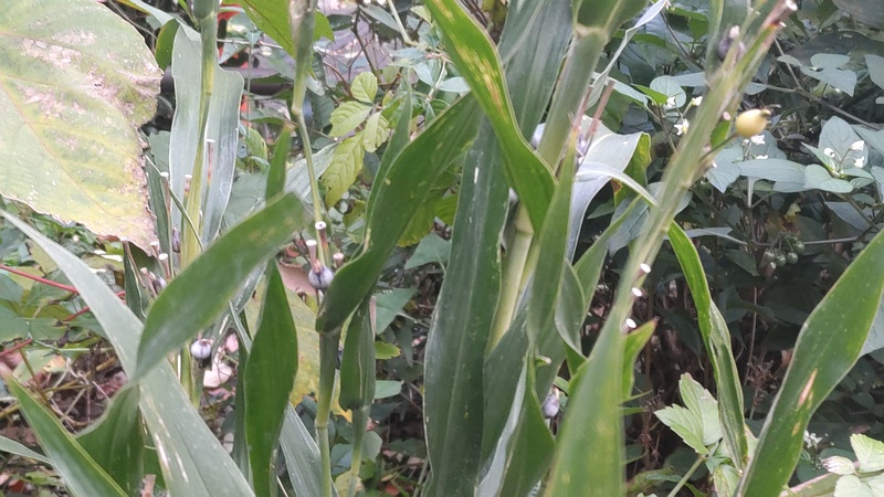 ジュズダマの果実 横浜市旭区希望が丘水の森公園