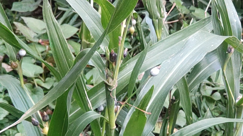 ジュズダマの果実 横浜市旭区希望が丘水の森公園