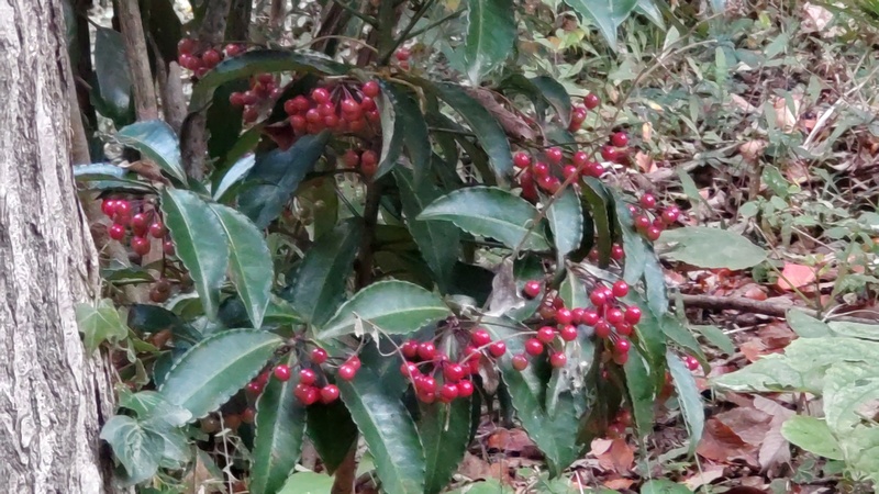 マンリョウ 横浜市旭区希望が丘水の森公園