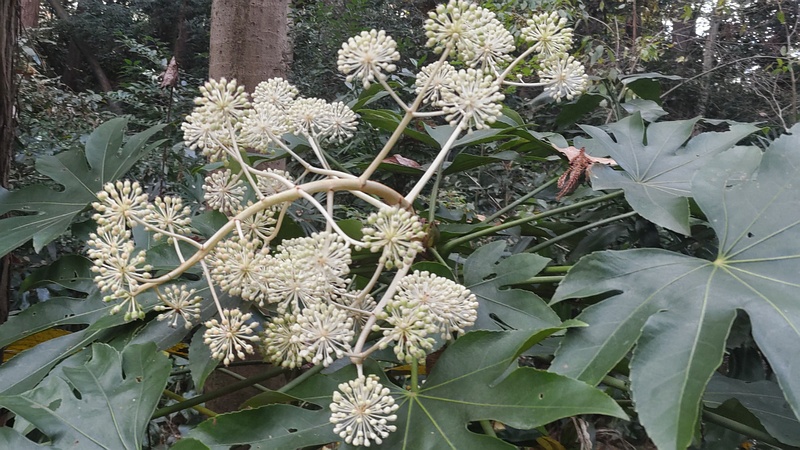 ヤツデの果実 横浜市旭区希望が丘水の森公園
