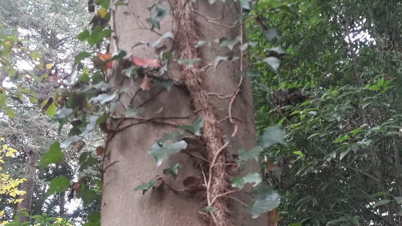 ツタ 横浜市旭区希望が丘水の森公園