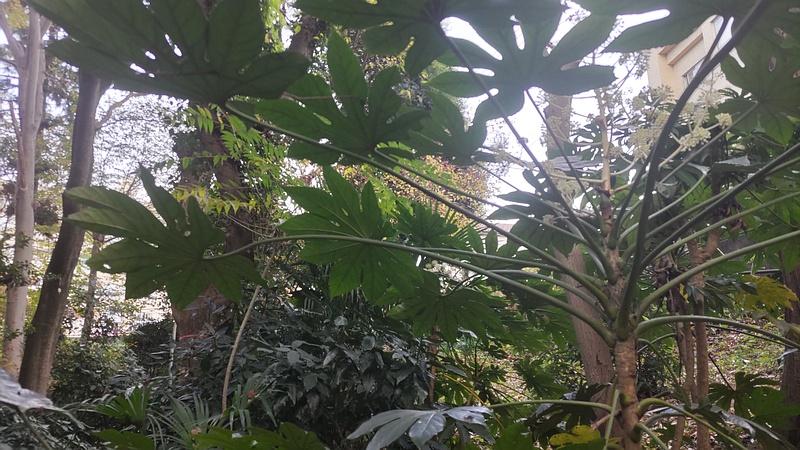 ヤツデの果実 横浜市旭区希望が丘水の森公園