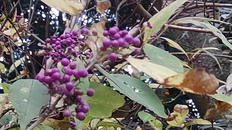 ムラサキシキブの果実 横浜市旭区希望が丘水の森公園