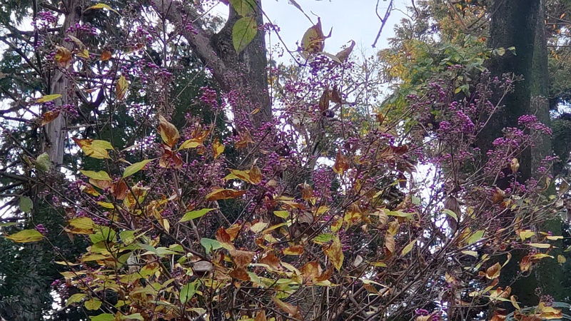 ムラサキシキブの果実 横浜市旭区希望が丘水の森公園