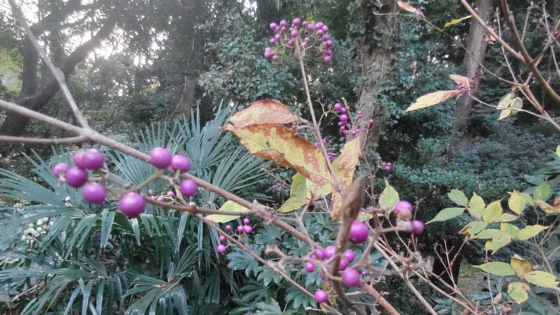 ムラサキシキブの果実 横浜市旭区希望が丘水の森公園