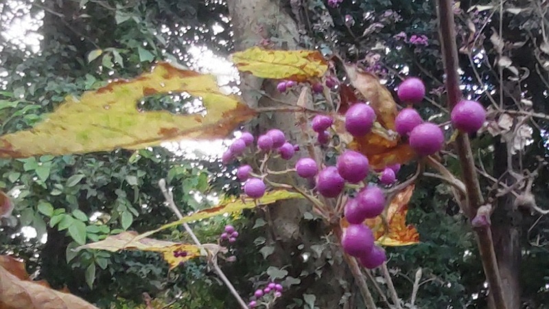 ムラサキシキブの果実 横浜市旭区希望が丘水の森公園