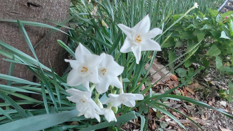 シロバナスイセンの花 横浜市旭区希望が丘水の森公園