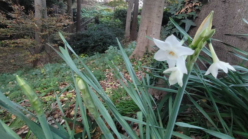 シロバナスイセンの花 横浜市旭区希望が丘水の森公園