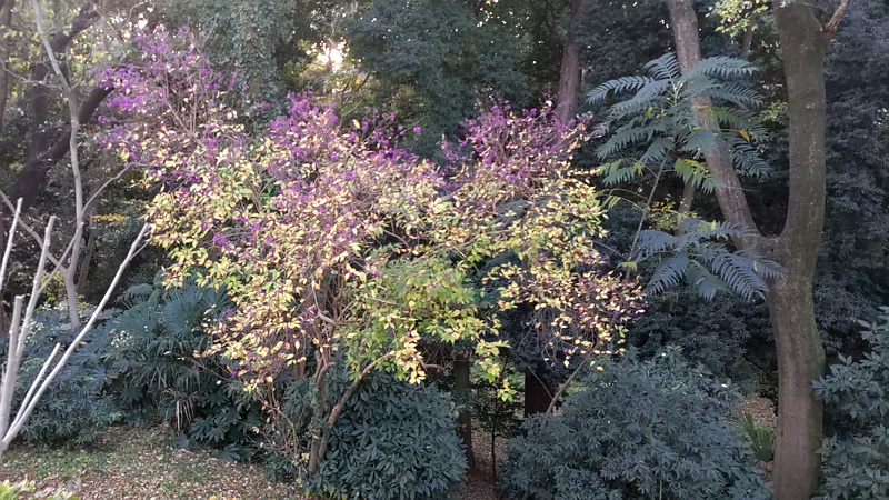 ムラサキシキブの木 横浜市旭区希望が丘水の森公園