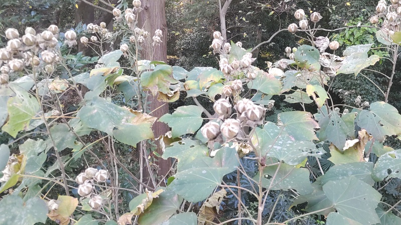 フヨウの果実 横浜市旭区希望が丘水の森公園