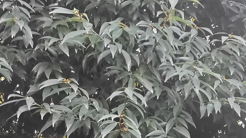 シラカシ 横浜市旭区希望が丘水の森公園