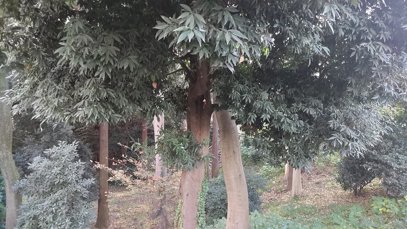 シラカシ 横浜市旭区希望が丘水の森公園