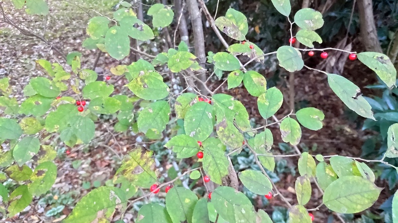 ウメモドキ 横浜市旭区希望が丘水の森公園