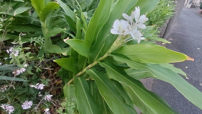 ハナシュクシャの花 横浜市旭区希望が丘水の森公園