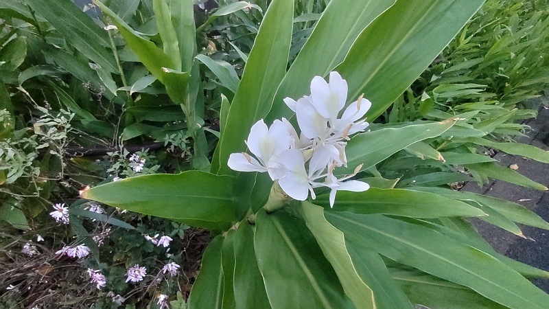ハナシュクシャの花 横浜市旭区希望が丘水の森公園