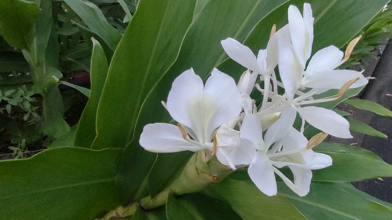 ハナシュクシャの花 横浜市旭区希望が丘水の森公園
